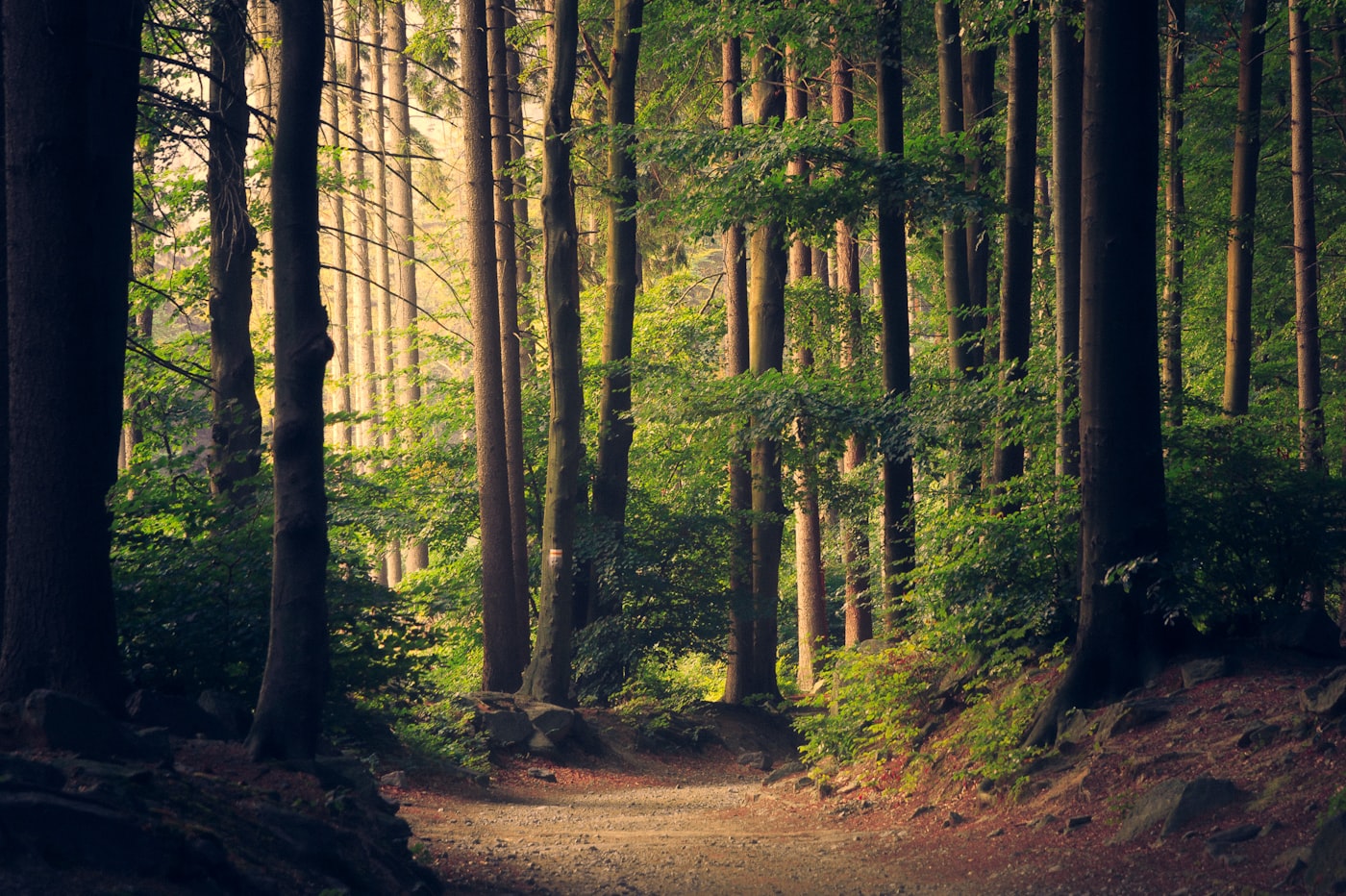 Certificat exécutif en Gouvernance Environnementale et Impact des Projets