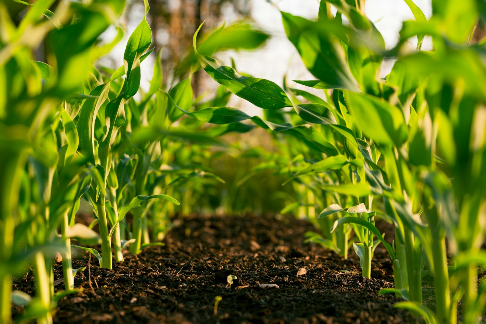 Agribusiness, Agro-industrie et Sécurité Alimentaire